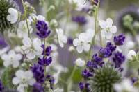 Omphalodes linifolia Little Snow White'', Echinops ritro, Lavender augustifolia 'Hidcote'