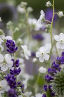 Omphalodes linifolia Little Snow White'', Echinops ritro, Lavender augustifolia 'Hidcote'