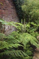 Narrow bed against brick wall with Dicksonia antarctica, Tetrapanax papyrifer, Fatsia japonica and Acanthus hungaricus 'White Lips' - August