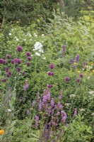  Allium sphaerocephalon, Francoa sonchifolia 'Petite Bouquet' and Phlox in border- July