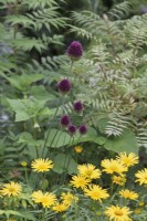Allium sphaerocephalon, Buphthalmum salicifolium and Sorbaria sorbifolia 'Sem' behind - July