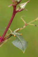 Rose sawfly larvae - Arge ochropus - Eating leaf on rose bush