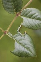 Rose sawfly larvae - Arge ochropus - eating leaf on rose bush