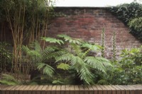  Bed against brick wall with Dicksonia antarctica, Tetrapanax papyrifer and Acanthus hungaricus 'White Lips' - August