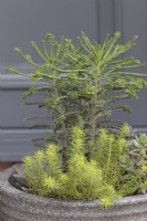 Contemporary grey resin pot filled with succulents including Kalanchoe tubiflora, Sedum rupestre 'Angelina' and graptopetalum paraguayense minor - July