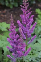 Astilbe chinensis 'Black Pearls' - July