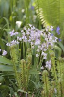 Hyacinthoides hispanica - Spanish bluebells growing in shade with unfurling Shuttlecock ferns and Alliums - April