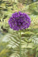 Allium 'Purple Sensation' 