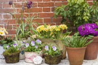 Display of spring containers with violas; primulas and fritillaries in  upcycled and terracotta pots