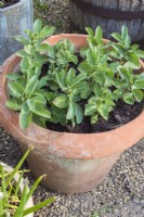 Vicia faba - Broad beans growing in terracotta container