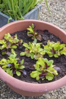 Lactuca sativa - mixed salad leaves growing in container