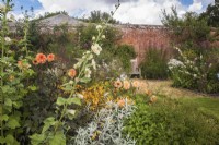 Orange and pink late summer planting in walled garden. Plants inc Dahlia 'David Howard'; Alcea x althaea 'Parkallee'; Dahlia 'Henrietta'; Croscosmia 'Solfatare' 