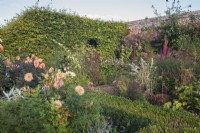 Orange Dahlia; Atriplex hortensis var. rubra - Red Oracle and other perennials in enclosed beds backed by hedging and Buxus - Box edging 