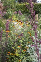 Rudbeckia triloba 'Prairie Glow' in late summer border with red roach