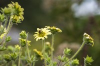 Silphium mohrii with feeding insects