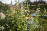 Bed with Alcea x althaea 'Parkallee' and dahlias in walled garden, Buxus - Box edging 