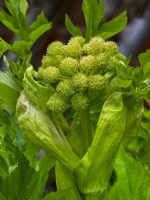 Angelica sylvestris  coming into flower in herb garden  Late May Norfolk