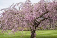 Prunus x subhirtella 'Pendula Rubra' in blossom