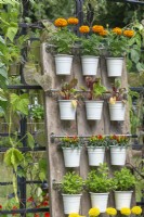 Get Up and Grow Garden. Salvaged scaffold boards provide support for pots of chillies, mint, beet and French marigolds.