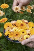 Calendula officinalis - Picking pot marigold flowers