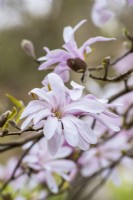 Magnolia stellata 'Rosea' in flower