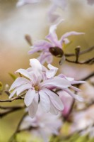 Magnolia stellata 'Rosea' in flower