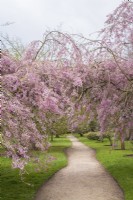 View of Prunus x subhirtella 'Pendula Rubra' in blossom and path