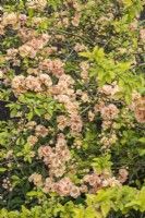 Chaenomeles speciosa 'Cameo' in blossom