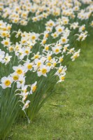 Narcissus 'Roulette' naturalised in grass