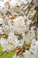 Prunus 'Shirotae' in blossom