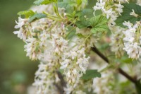 Ribes sanguineum 'Elkingtons white' in flower