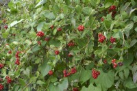 Berries of Lonicera periclymenum 'Belgica'