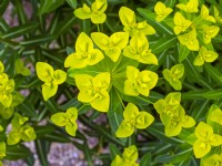 Euphorbia wallichii flowering in late June