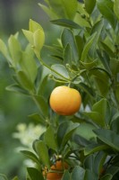 Citrus x microcarpa - Calamondin