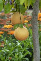 Citrus x aurantium - Grapefruit group