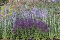 Iconic Horticultural Hero Garden. A Climate Resilient Perennial Meadow. Hampton Court Flower Festival 2021. Planting combination of Salvia 'Amethyst' and Salvia turkestanica.