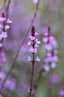 Verbena officinalis 'Bampton', a slender wiry perennial bearing masses of purple flower spikes from June.