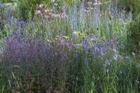 Iconic Horticultural Hero Garden. A Climate Resilient Perennial Meadow. Hampton Court Flower Festival 2021. A planting blend of Verbena officinalis 'Bampton' and Catanache caerulea with allium, perovskia and echinacea.