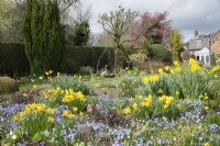Spring borders with Chionodoxa, Narcissus, Primula and Scilla - Parm Place, NGS garden, Great Budworth, Cheshire