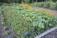Kitchen garden with rows of Tagetes 'Burning Embers', Dwarf French Bean and Calendula