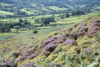 Calluna vulgaris - Wild heather and Bracken - Pteridium aquilinum in Yorkshire, UK.