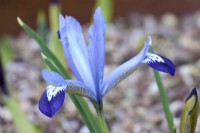 Iris reticulata 'Clairette'