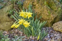 Narcissus 'Midget'