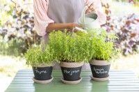 Watering the herbs in the labelled pots