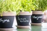 Lemon verbena pot with Thyme and Marjoram pots blurred