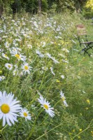 Leucanthemum Vulgare - Ox eye daisies - in wild flower meadow with seat in background