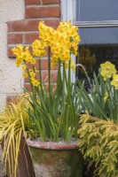 Narcissus 'Martinette' in terracotta pot