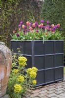 Orange Tulipa 'Dordogne' and 'Princess Irene' and purple Tulipa 'Passionale'  in tall, black square container.