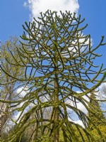 Araucaria araucana - Chile Pine East Ruston Old Vicarage Gardens, Norfolk, UK  April
