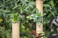 Bamboo planters surrounded by other plants